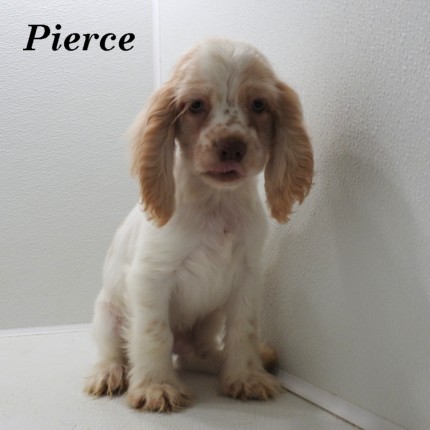 puppy, for, sale, Cocker Spaniel, Joe & Cherri  Overlease, dog, breeder, Miller, MO, dog-breeder, puppy-for-sale, forsale, nearby, find, puppyfind, locator, puppylocator, aca